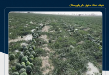 محصولات کشاورزی دشتیاری در حال نابودی؛ کشاورزان با زیان گسترده مواجه شدند