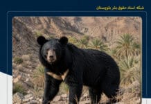 حملات مکرر خرس سیاه بلوچی به دامهای مردم کیشکور؛ نگرانی دامداران از تداوم خسارتها